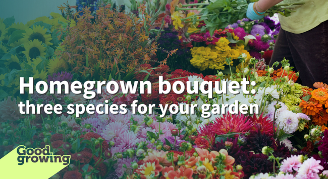 Homegrown bouquets: three species for your garden bunches of colorful flowers on display at a market