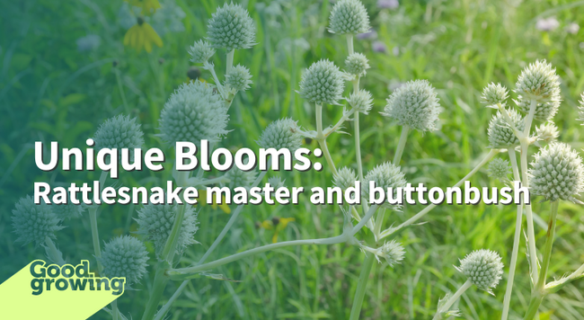 Unique blooms: rattlesnake master and buttonbush photo of white round rattlesnake master blooms against green foliate in background