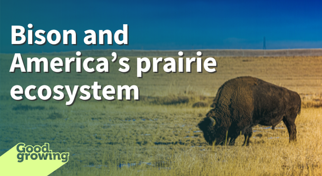 Bison and America's prairie ecosystem photo of bison eating on shortgrass prairie blue sky in above horizon