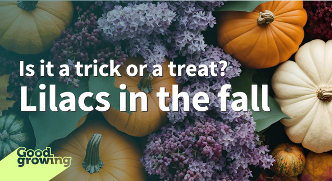 Is it a trick or a treat? lilacs in the fall title photo of lilac blooms among small ornamental pumpkins of orange and white