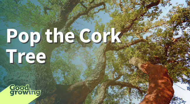 Pop the cork tree view up into canopy of cork tree cork and bark has been harvested off trunk