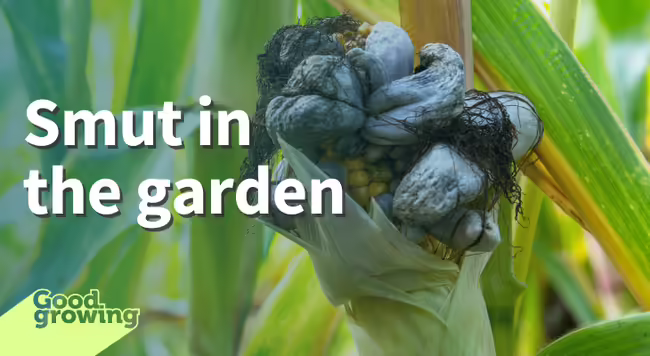 Smut in the garden image of ear of corn with gray to black growths in cluster