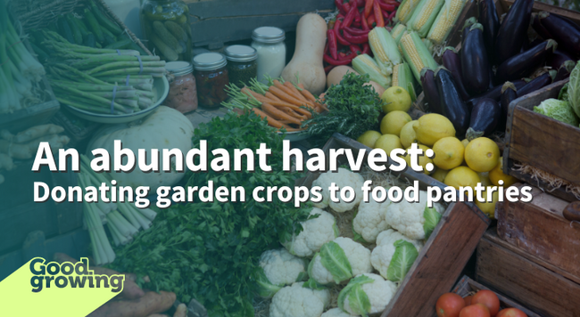 An abundant harvest: Donating garden crops to food pantries variety of garden produce organized on a table display including cauliflower, lemons, herbs, carrots, corn, tomatoes, egg plant and butternut squash