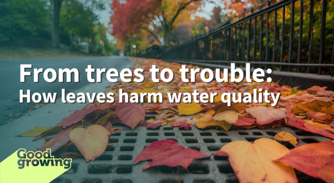 From trees to trouble: how leaves harm water quality autumn leaves on a storm grate along community street