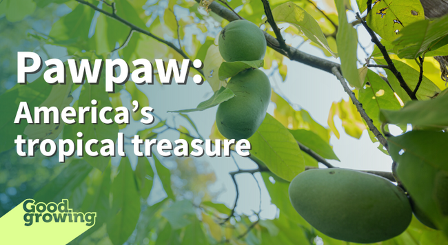 Pawpaw: America's tropical treasure pawpaw fruit in tree canopy leaves turning yellow