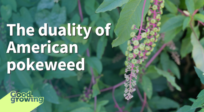 The duality of American pokeweed photo of bloom hanging in front of plant leaves