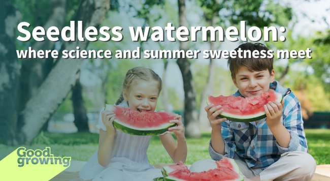 Seedless watermelon: where science and summer sweetness meet boy and girl each eating a slice of red watermelon in a park-like setting with grass and trees in the background