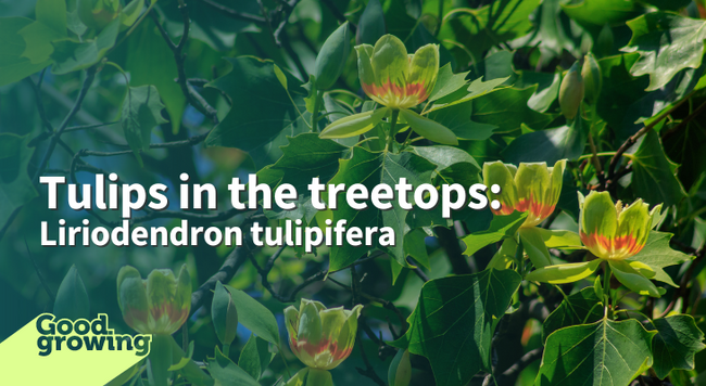 Tulips in the treetops: Liriodendron tulipifera text background image of tuliptree blossoms upright on tree branches with leaves
