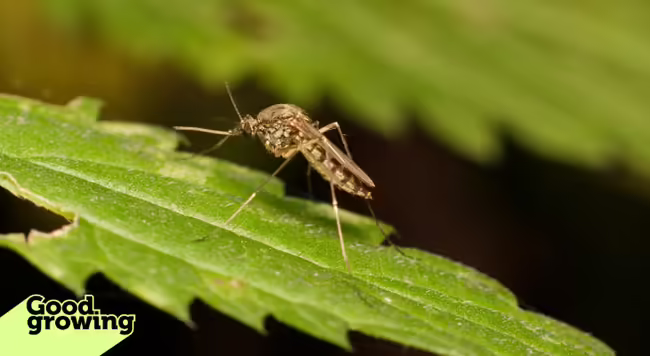 adult mosquito resting on a leaf