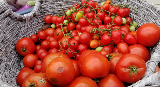 A basket full of red tomatoes.