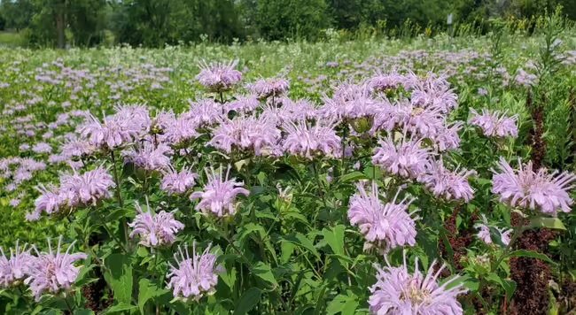 Wild bergamot (Monarda fistulosa)