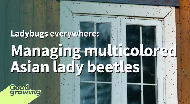 multicolored Asian lady beetles on a house