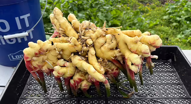 a group of ginger rhizomes in a black tray
