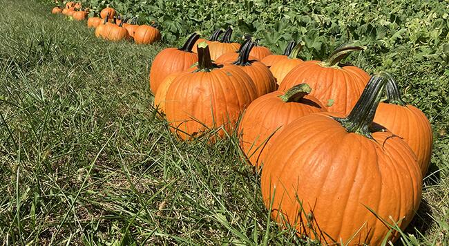 pumpkins in field