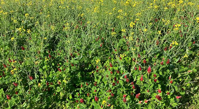 cover crops with yellow and red blooms in a field