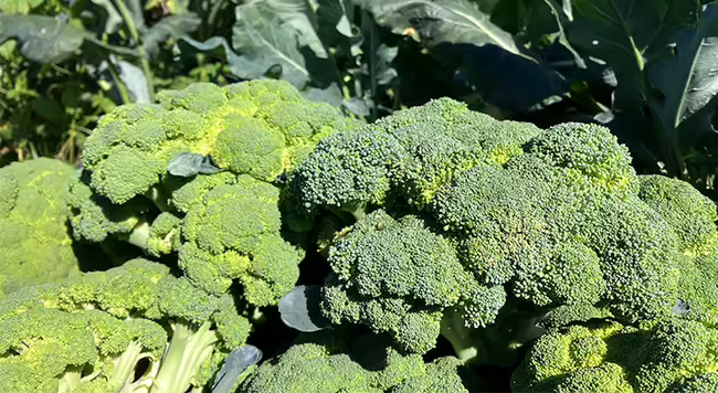 a close up of broccoli heads