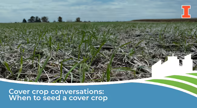 Cover crop emerging in a field