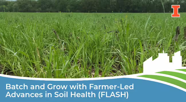 Agricultural field with cover crops