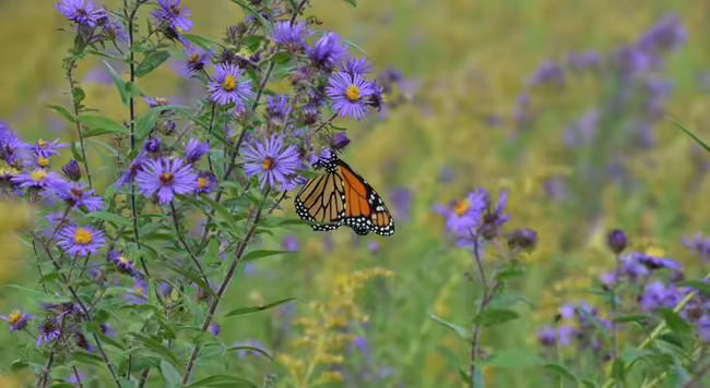 butterfly on purple aster flower