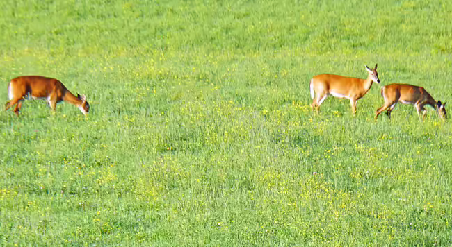 Deer grazing in a field 