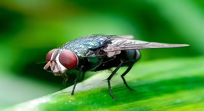 New World Screwworm (NWS) is the name of this metallic colored, flesh-eating pest