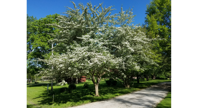 Native hawthorn trees are in full bloom this week with a canopy filled with tiny white flowers. 