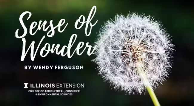 sense of wonder