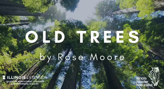 Old Trees