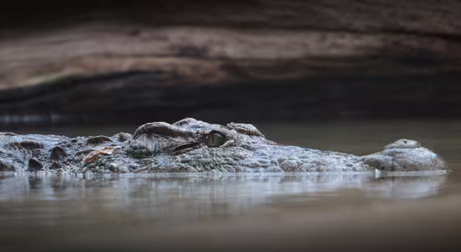 Alligator in the water