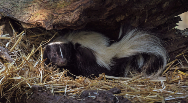 black and white skunk in straw bed