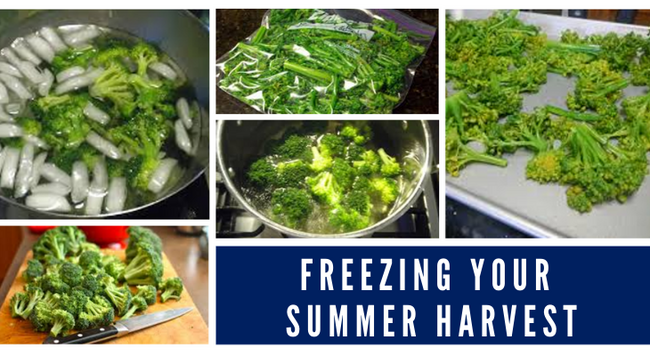 Blanching broccoli for freezing