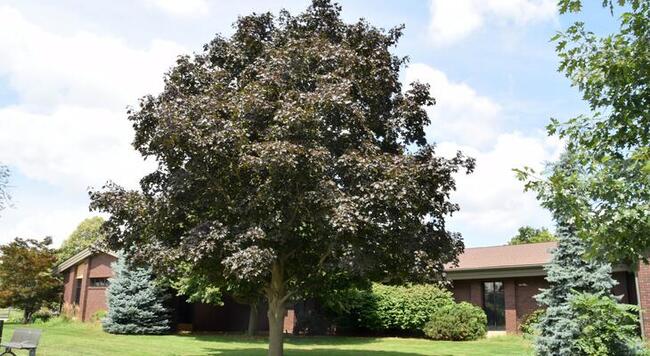 Norway Maple