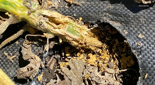 close up of damage from squash vine borer