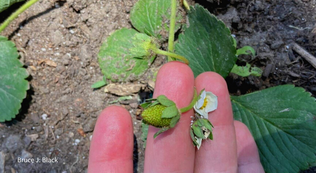 fingers holding a small, unripe, green strawberry and white blossom