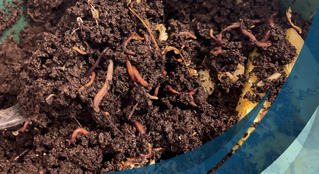reddish colored worms making compost 