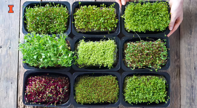 various microgreens growing in nine trays