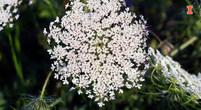queen anne's lace flower head