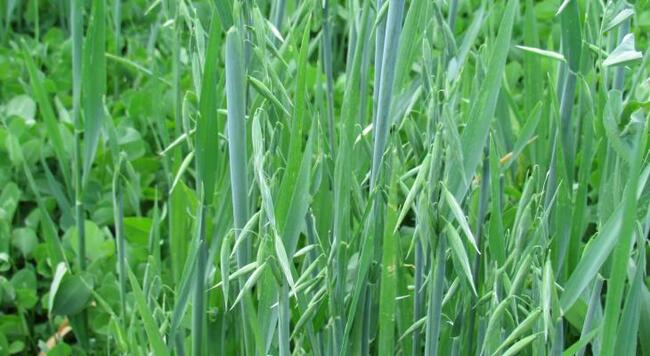 green-blue oat grass with oats maturing