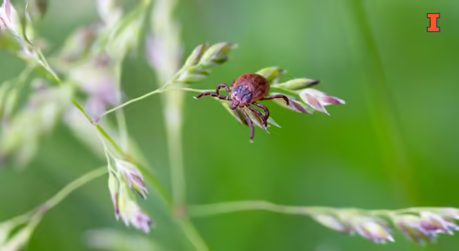 tick on a grassy plant