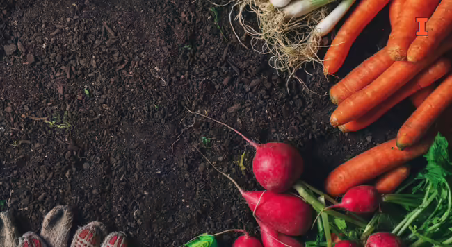soil with vegetables and garden gloves
