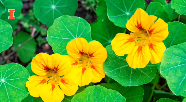 Nasturtium flowers