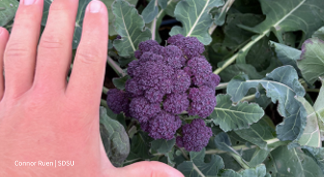 man's hand next to purple broccolini floret