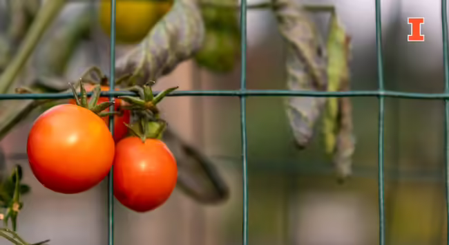 close up of tomatoes at end of gardening season with leaves dying