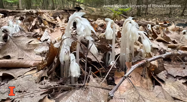 close up of ghost pipe plant, a white, translucent wilting plant