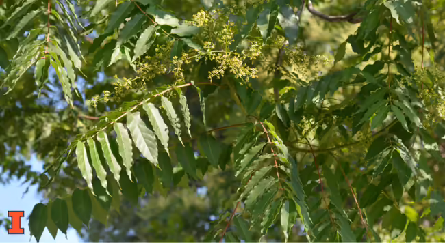 close up for Tree of Heaven leaves