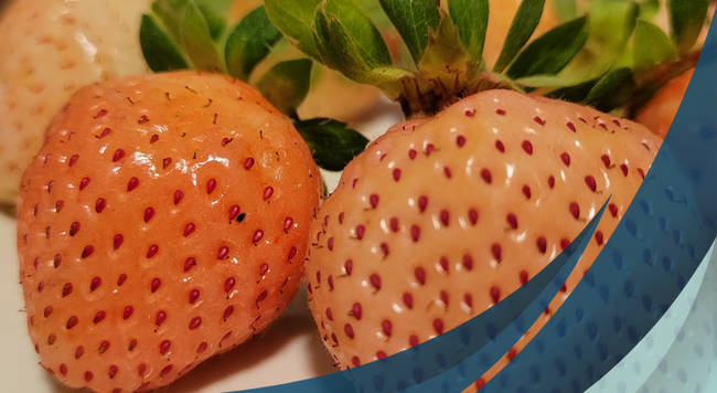 close up of two pineberries