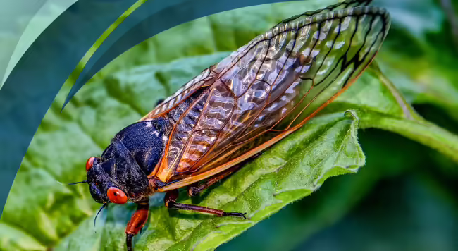 cicada on leaf