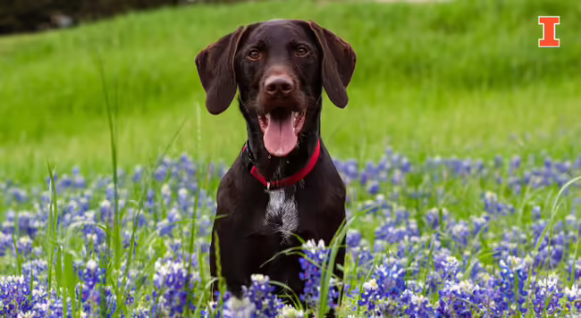 chocolate lab dog in green yard with purple flowers