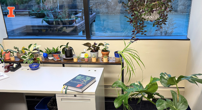 collection on houseplants in an office