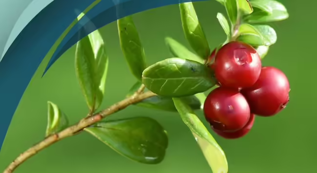 cranberry plant